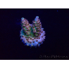 WYSIWYG Acropora 15E9 Mariculture acclimaté led