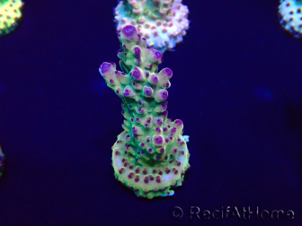 WYSIWYG Acropora Marikultur akklimatisiert LED