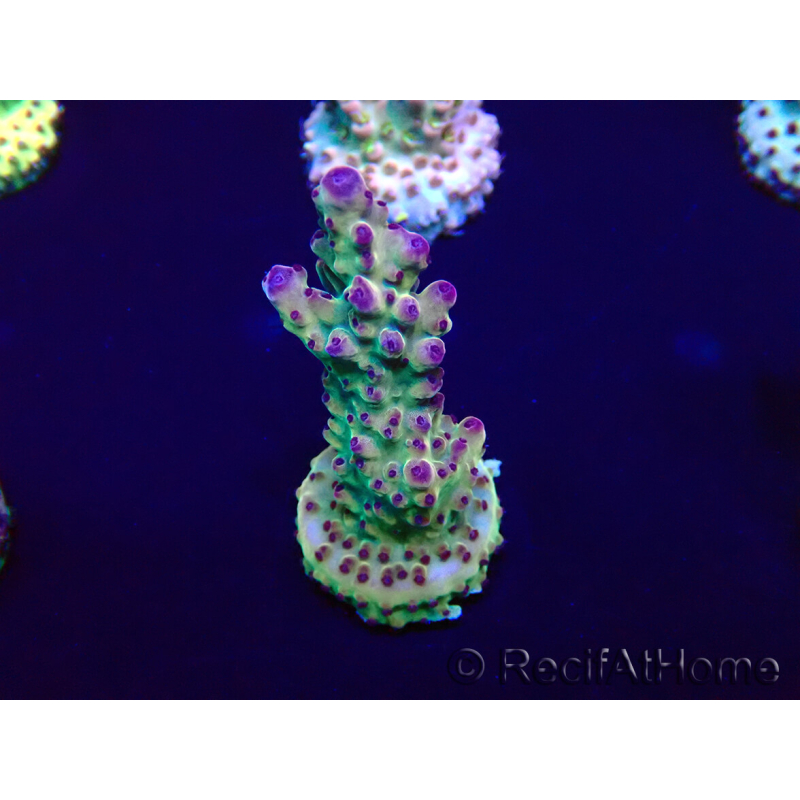 WYSIWYG Acropora granulosa 15F1 Mariculture acclimaté led