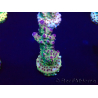 WYSIWYG Acropora Marikultur akklimatisiert LED