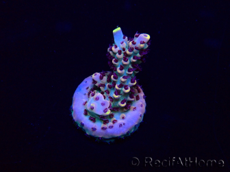 WYSIWYG Acropora akklimatisiert LED