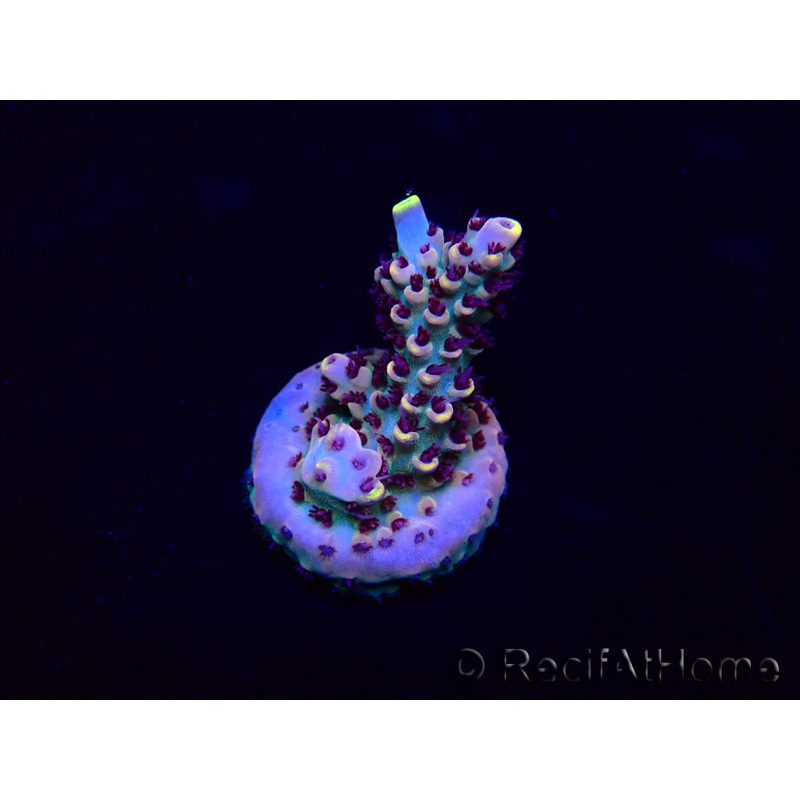 WYSIWYG Acropora15F5 Mariculture acclimaté led