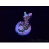 WYSIWYG Acropora15F5 Mariculture acclimaté led