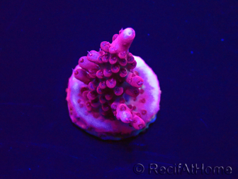 WYSIWYG Acropora 15F7 Mariculture acclimaté led