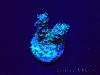 WYSIWYG Acropora tenuis 15F9 Mariculture acclimaté led