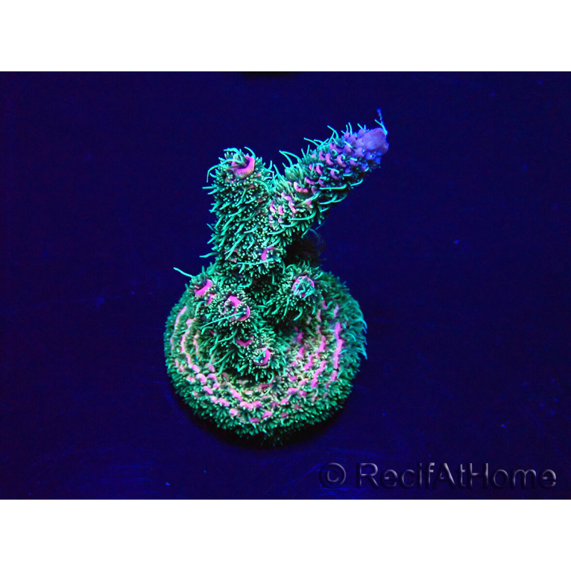 WYSIWYG Acropora Australia acclimated LED