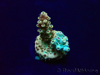 WYSIWYG Acropora Mariculture acclimated LED