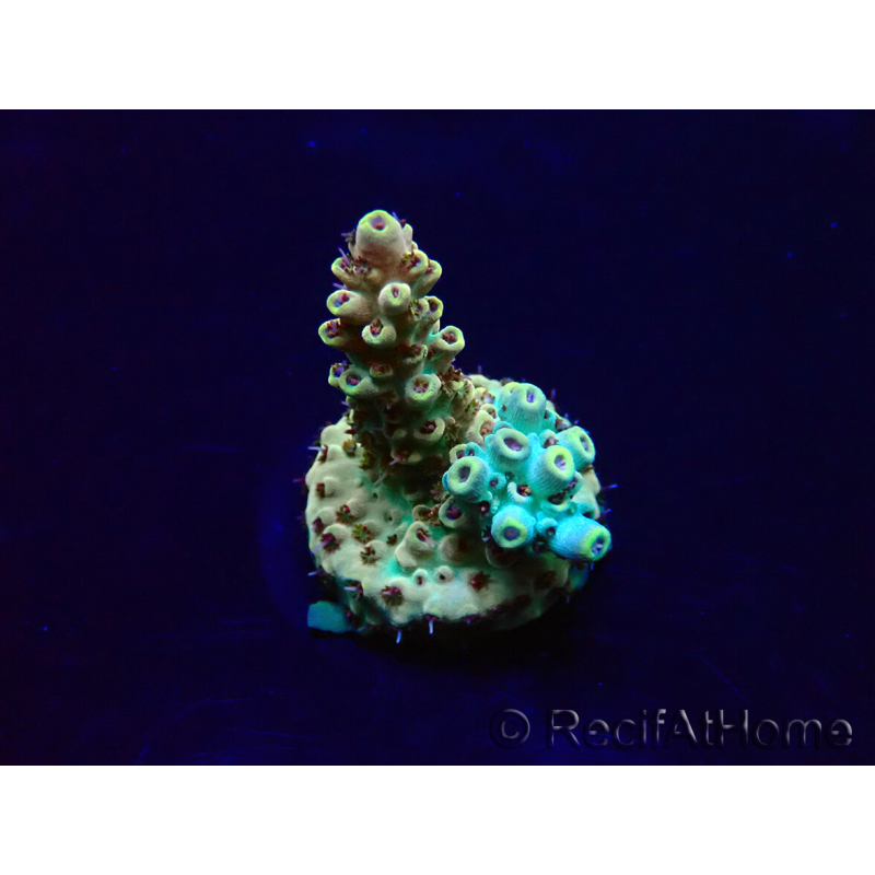 WYSIWYG Acropora 15F12 Mariculture acclimaté led