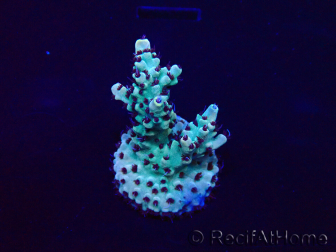 WYSIWYG Acropora geacclimatiseerd LED