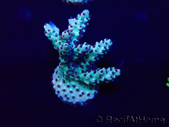 WYSIWYG Acropora 15G3 Australia aclimatada LED