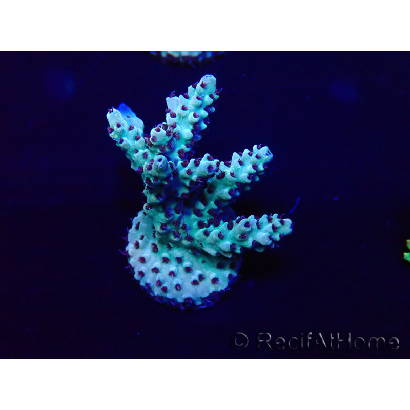 WYSIWYG Acropora 15G3 Mariculture acclimaté led