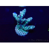 WYSIWYG Acropora 15G3 Mariculture acclimaté led