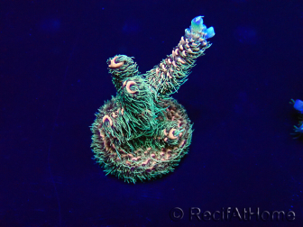 WYSIWYG Acropora Australie acclimaté led