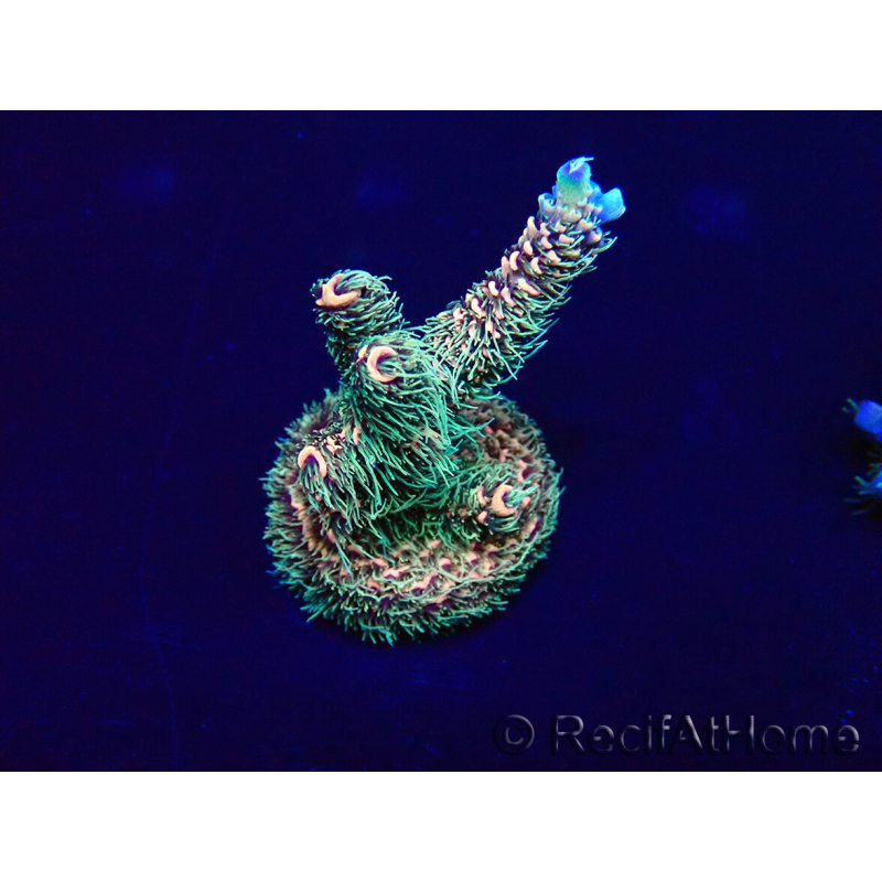 WYSIWYG Acropora Australie acclimaté led