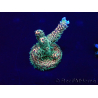 WYSIWYG Acropora Australia acclimated LED