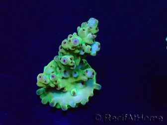 WYSIWYG Acropora granulosa 15G11 Mariculture acclimaté led