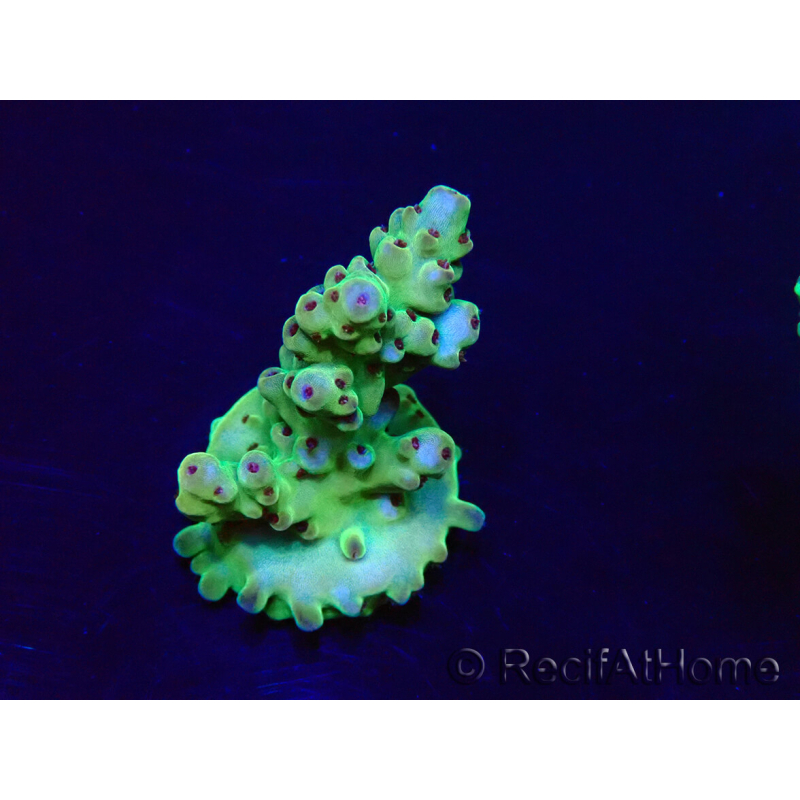 WYSIWYG Acropora granulosa 15G11 Mariculture acclimaté led