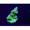 WYSIWYG Acropora granulosa 15G11 Mariculture acclimaté led