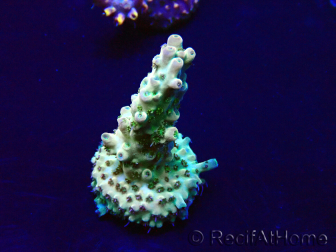 WYSIWYG Acropora 15H8 Maricultura aclimatada LED