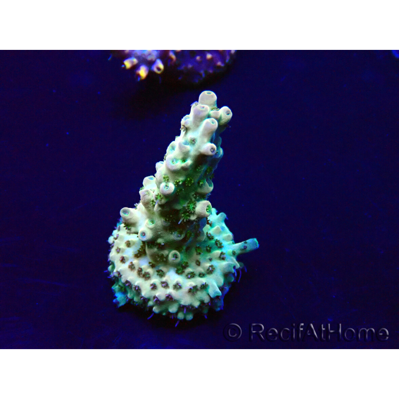 WYSIWYG Acropora 15H8 Mariculture acclimated LED