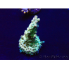 WYSIWYG Acropora 15H8 Mariculture acclimated LED