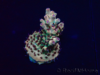 WYSIWYG Acropora 15H9 Mariculture acclimated LED
