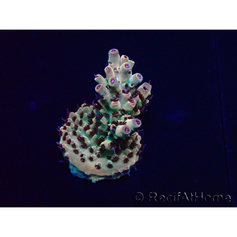 WYSIWYG Acropora Marikultur akklimatisiert LED