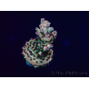 WYSIWYG Acropora Marikultur akklimatisiert LED