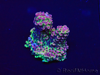 WYSIWYG Acropora 15H10 Maricoltura acclimatata a LED