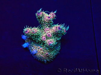 WYSIWYG Acropora millepora Mariculture acclimaté led