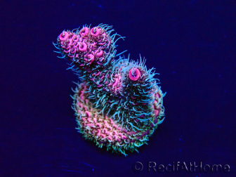 WYSIWYG Acropora millepora Mariculture acclimaté led