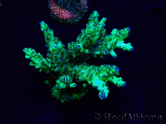 WYSIWYG Acropora Marikultur akklimatisiert LED