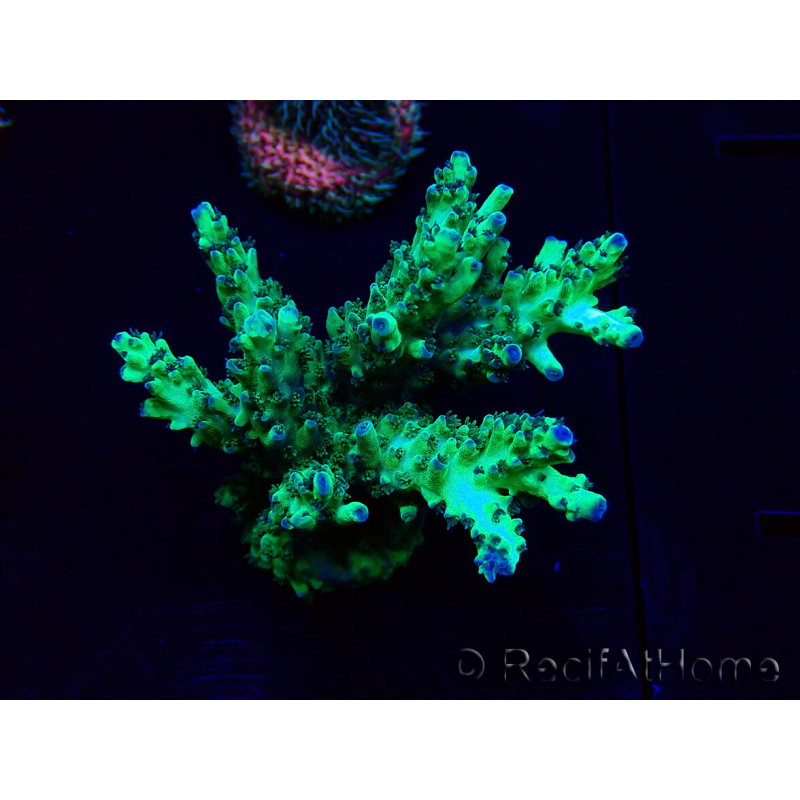 WYSIWYG Acropora 15I8 Mariculture acclimaté led