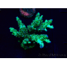 WYSIWYG Acropora 15I8 Mariculture acclimaté led