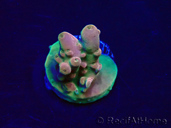 WYSIWYG Acropora spathulata Maricoltura acclimatata a LED