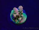 WYSIWYG Acropora spathulata Maricoltura acclimatata a LED