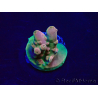 WYSIWYG Acropora spathulata Maricultura aclimatada LED