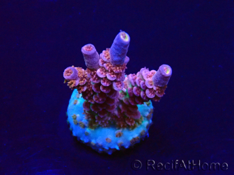 WYSIWYG Acropora tenuis 15I11 Mariculture acclimaté led