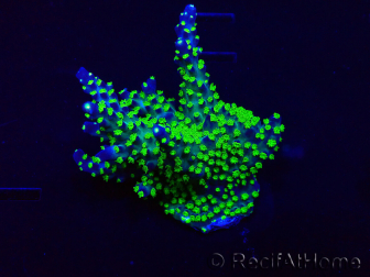 WYSIWYG Acropora Mariculture acclimaté led
