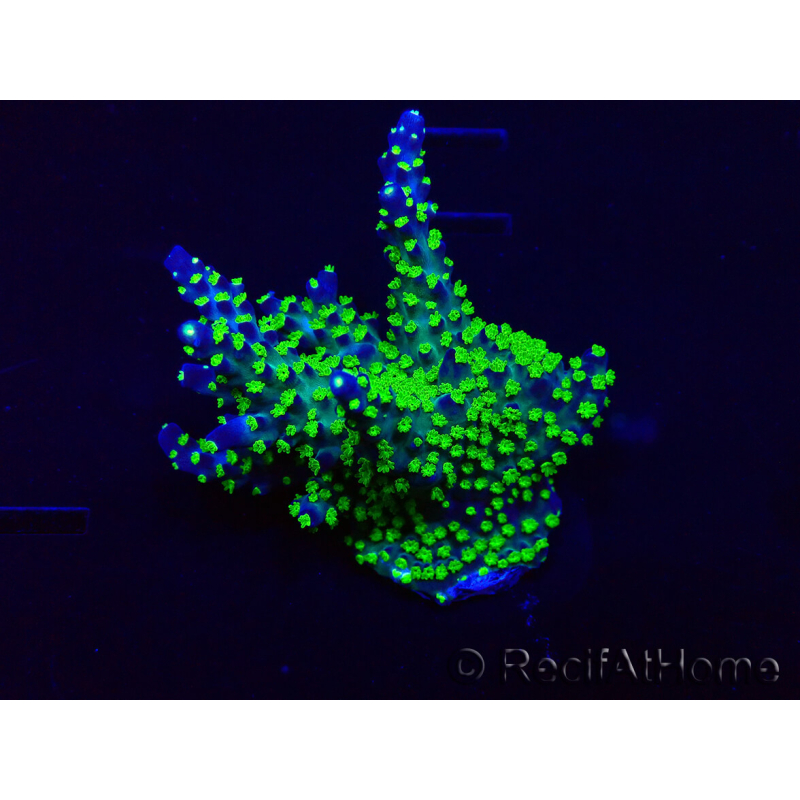 WYSIWYG Acropora Marikultur akklimatisiert LED