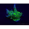 WYSIWYG Acropora 15J2 Mariculture acclimaté led
