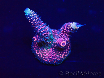 WYSIWYG Acropora 15J5 Mariculture acclimaté led