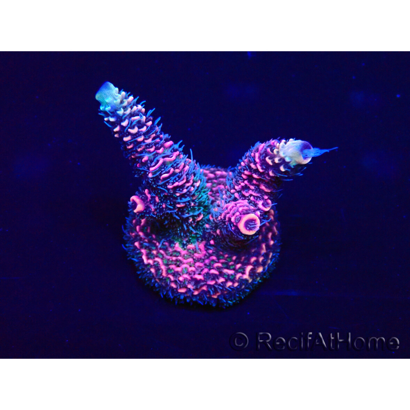 WYSIWYG Acropora millepora 15J5 Mariculture acclimaté led