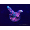 WYSIWYG Acropora millepora 15J5 Mariculture acclimaté led
