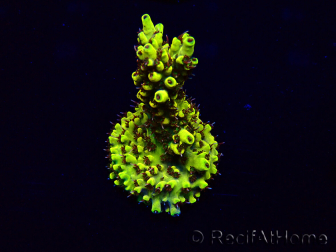 WYSIWYG Acropora Marikultur akklimatisiert LED