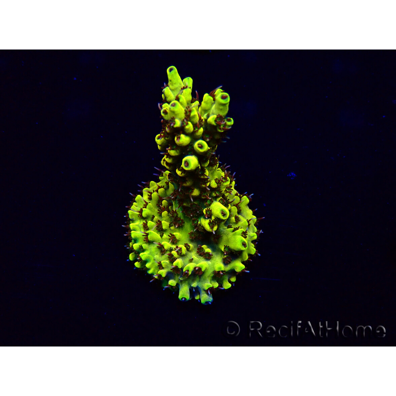 WYSIWYG Acropora Maricultura aclimatado LED
