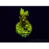 WYSIWYG Acropora 15J9 Mariculture acclimaté led