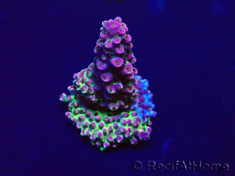 WYSIWYG Acropora granulosa 15J11 Mariculture acclimaté led