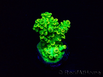 WYSIWYG Acropora Marikultur akklimatisiert LED