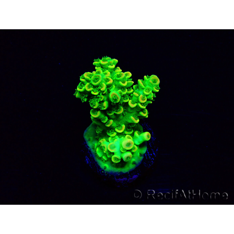 WYSIWYG Acropora tenuis 15K2 Mariculture acclimaté led